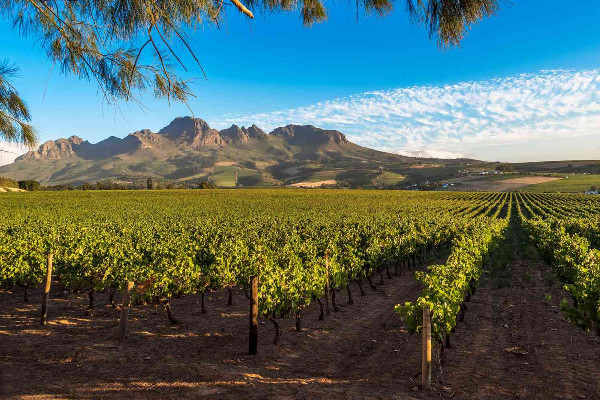 South African Vineyard